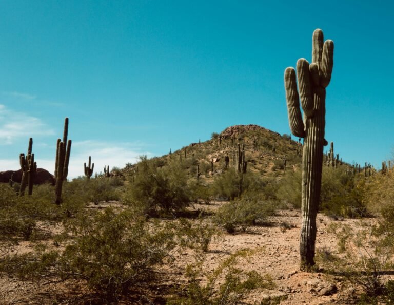 Arizona Landscape